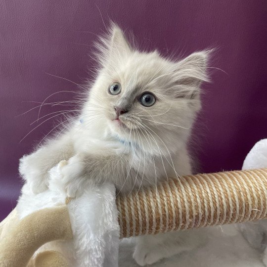 chaton Ragdoll blue point mitted Thémis Les Ragdolls de la Croisette