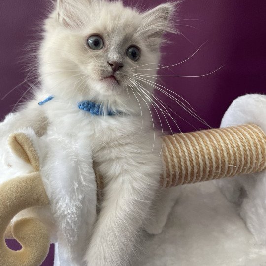 chaton Ragdoll blue point mitted Thémis Les Ragdolls de la Croisette