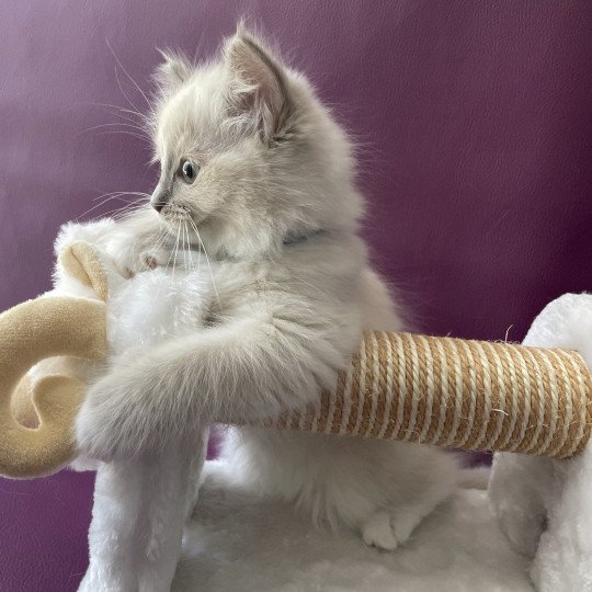 chaton Ragdoll blue point mitted Thémis Les Ragdolls de la Croisette