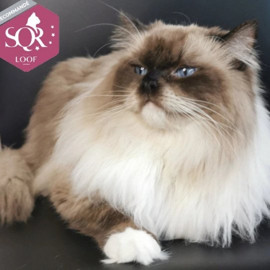 chat Ragdoll Theo Les Ragdolls de la Croisette