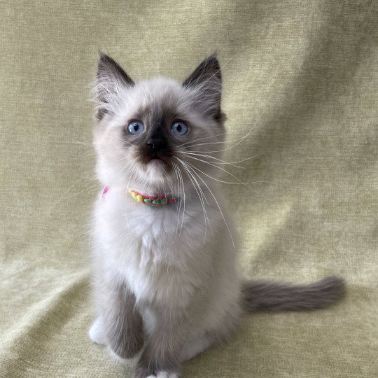 chaton Ragdoll seal point mitted Titan Les Ragdolls de la Croisette