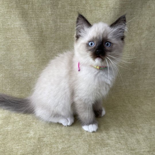 chaton Ragdoll seal point mitted Titan Les Ragdolls de la Croisette