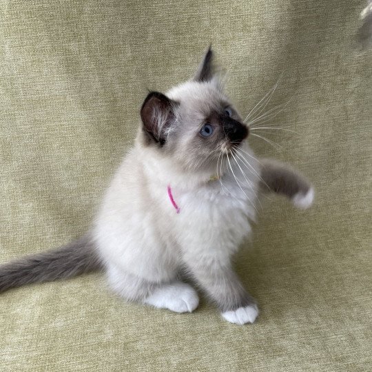 chaton Ragdoll seal point mitted Titan Les Ragdolls de la Croisette