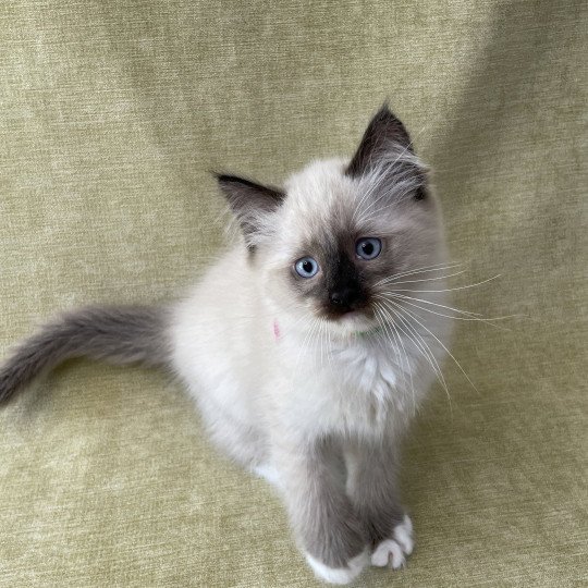 chaton Ragdoll seal point mitted Titan Les Ragdolls de la Croisette