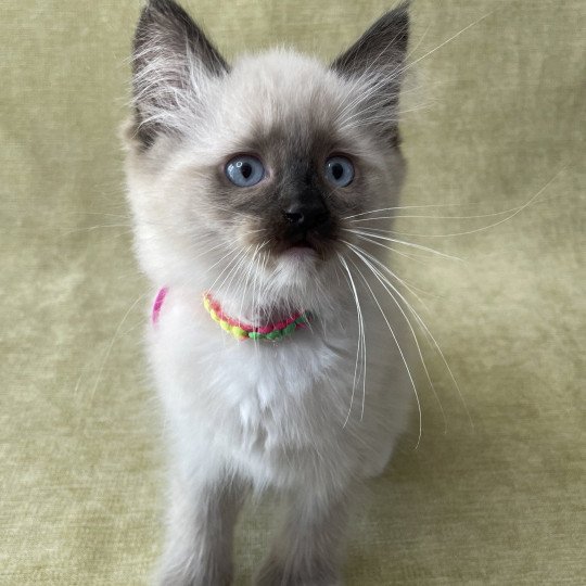 chaton Ragdoll seal point mitted Titan Les Ragdolls de la Croisette