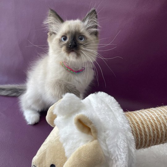 chaton Ragdoll seal point mitted Titan Les Ragdolls de la Croisette