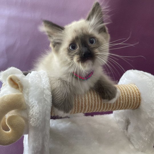 chaton Ragdoll seal point mitted Titan Les Ragdolls de la Croisette