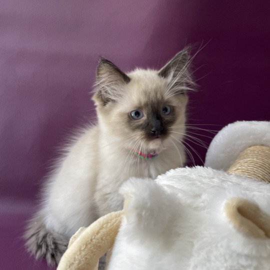 chaton Ragdoll seal point mitted Titan Les Ragdolls de la Croisette