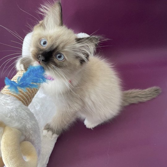 chaton Ragdoll seal point mitted Titan Les Ragdolls de la Croisette