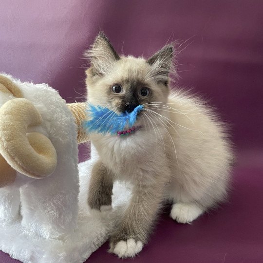 chaton Ragdoll seal point mitted Titan Les Ragdolls de la Croisette