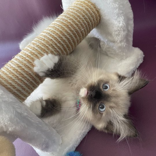 chaton Ragdoll seal point mitted Titan Les Ragdolls de la Croisette