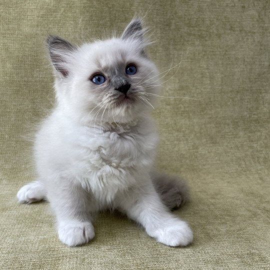 chaton Ragdoll blue point mitted Tupai Les Ragdolls de la Croisette