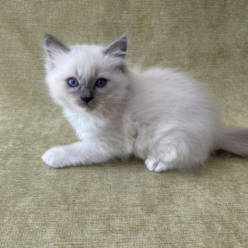 chaton Ragdoll blue point mitted Tupai Les Ragdolls de la Croisette