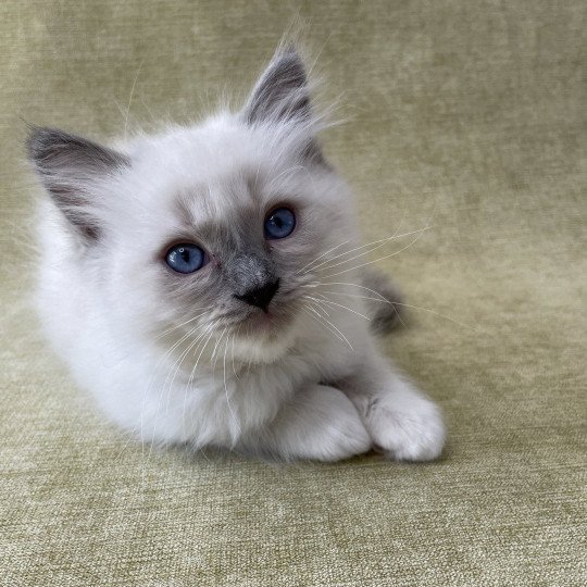 chaton Ragdoll blue point mitted Tupai Les Ragdolls de la Croisette