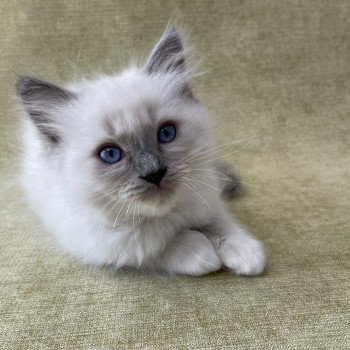 chaton Ragdoll blue point mitted Tupai Les Ragdolls de la Croisette chaton Ragdoll blue point mitted Tupai Les Ragdolls de la Croisette