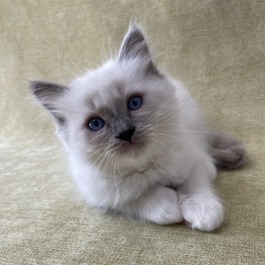 chaton Ragdoll blue point mitted Tupai Les Ragdolls de la Croisette