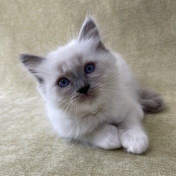 chaton Ragdoll blue point mitted Tupai Les Ragdolls de la Croisette