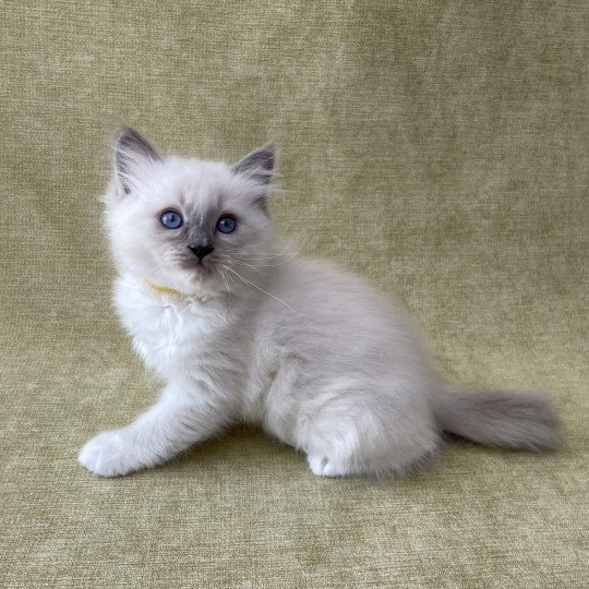 chaton Ragdoll blue point mitted Tupai Les Ragdolls de la Croisette