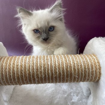 chaton Ragdoll blue point mitted Tupai Les Ragdolls de la Croisette