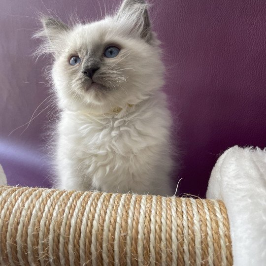 chaton Ragdoll blue point mitted Tupai Les Ragdolls de la Croisette