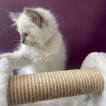 chaton Ragdoll blue point mitted Tupai Les Ragdolls de la Croisette