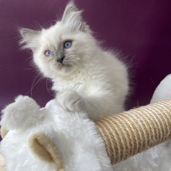 chaton Ragdoll blue point mitted Tupai Les Ragdolls de la Croisette