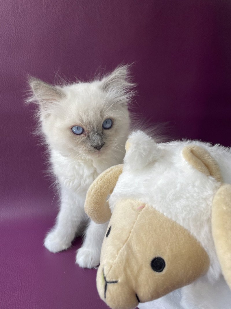 Tupai De La Croisette Mâle Ragdoll