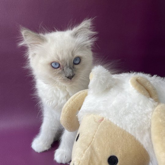 chaton Ragdoll blue point mitted Tupai Les Ragdolls de la Croisette