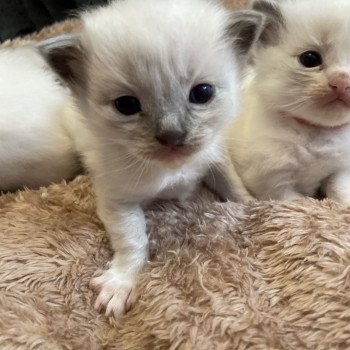 chaton Ragdoll blue point mitted Turquoise Les Ragdolls de la Croisette