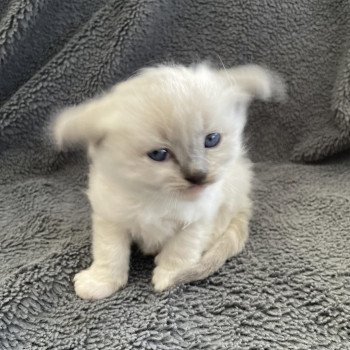 chaton Ragdoll blue point mitted Turquoise Les Ragdolls de la Croisette