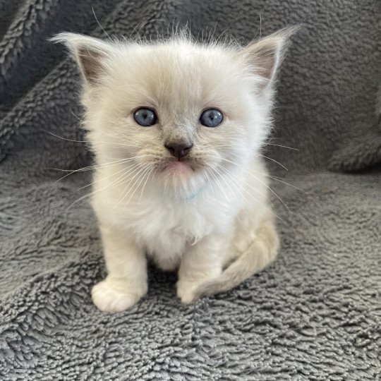 chaton Ragdoll blue point mitted Turquoise Les Ragdolls de la Croisette