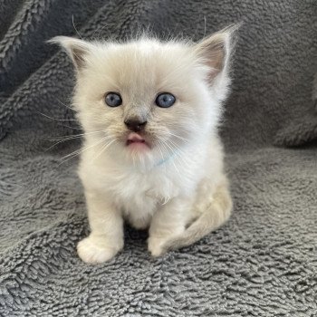 chaton Ragdoll blue point mitted Turquoise Les Ragdolls de la Croisette