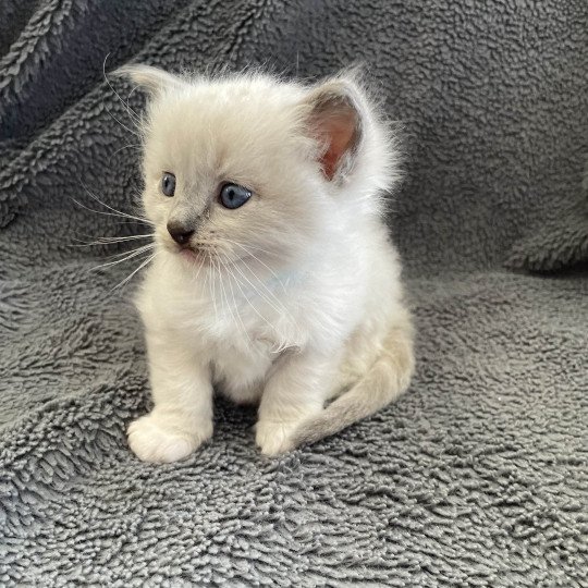 chaton Ragdoll blue point mitted Turquoise Les Ragdolls de la Croisette