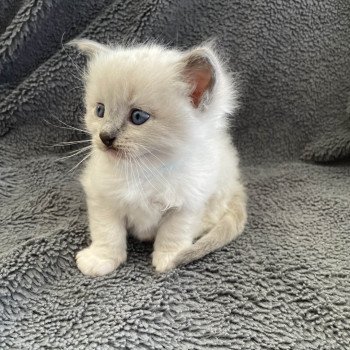chaton Ragdoll blue point mitted Turquoise Les Ragdolls de la Croisette chaton Ragdoll blue point mitted Turquoise Les Ragdolls de la Croisette