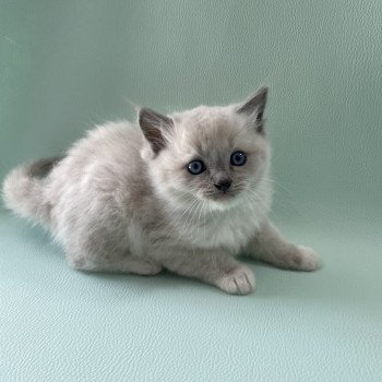 chaton Ragdoll blue point mitted Upsilon Les Ragdolls de la Croisette