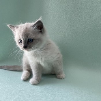 chaton Ragdoll blue point mitted Upsilon Les Ragdolls de la Croisette