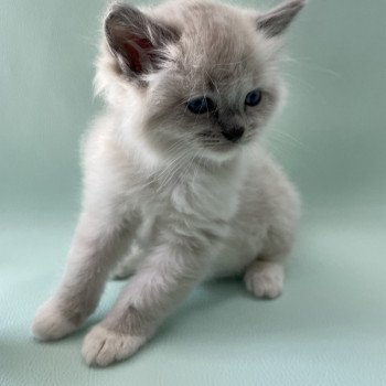 chaton Ragdoll blue point mitted Upsilon Les Ragdolls de la Croisette