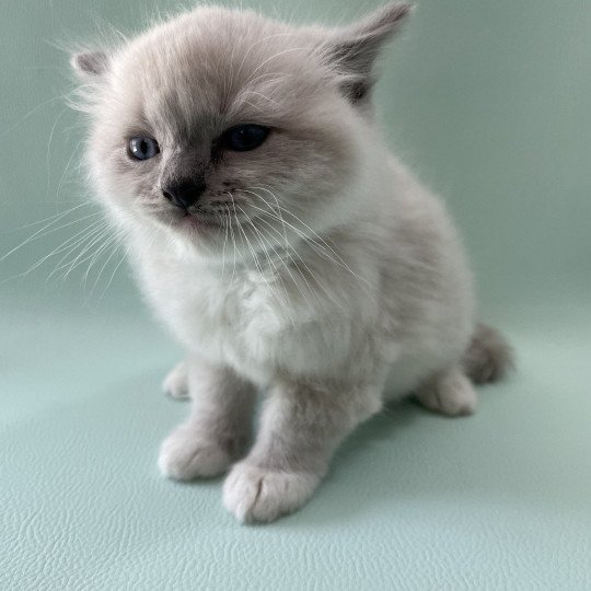 chaton Ragdoll blue point mitted Upsilon Les Ragdolls de la Croisette