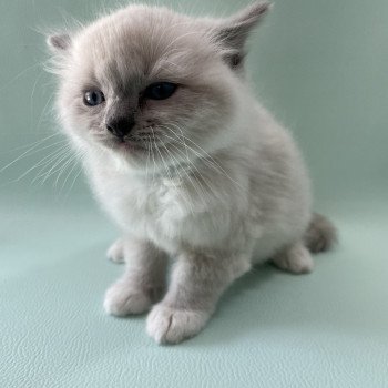 chaton Ragdoll blue point mitted Upsilon Les Ragdolls de la Croisette chaton Ragdoll blue point mitted Upsilon Les Ragdolls de la Croisette