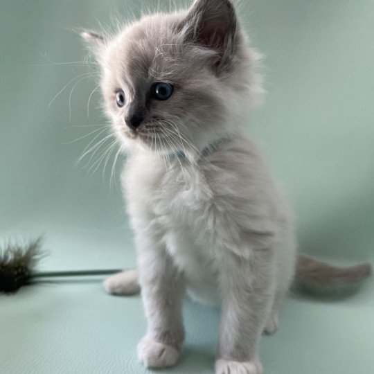 chaton Ragdoll blue point mitted Upsilon Les Ragdolls de la Croisette