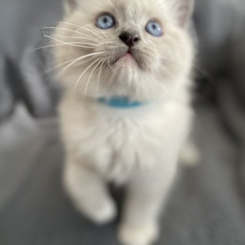 chaton Ragdoll blue point mitted Upsilon Les Ragdolls de la Croisette chaton Ragdoll blue point mitted Upsilon Les Ragdolls de la Croisette