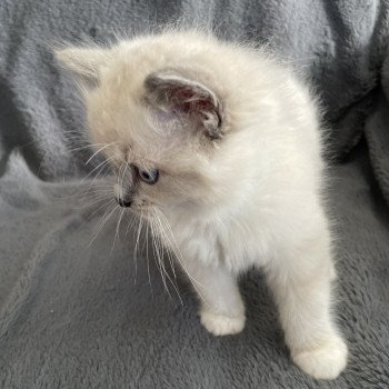 chaton Ragdoll blue point mitted Upsilon Les Ragdolls de la Croisette