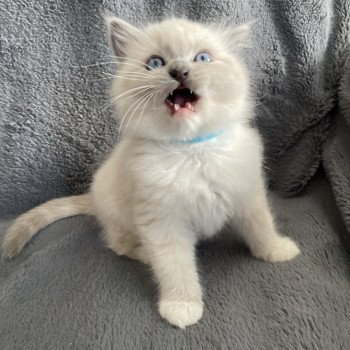 chaton Ragdoll blue point mitted Upsilon Les Ragdolls de la Croisette