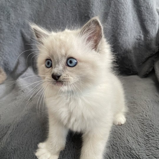 chaton Ragdoll blue point mitted Upsilon Les Ragdolls de la Croisette