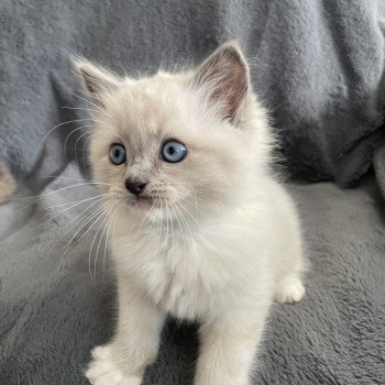 chaton Ragdoll blue point mitted Upsilon Les Ragdolls de la Croisette chaton Ragdoll blue point mitted Upsilon Les Ragdolls de la Croisette