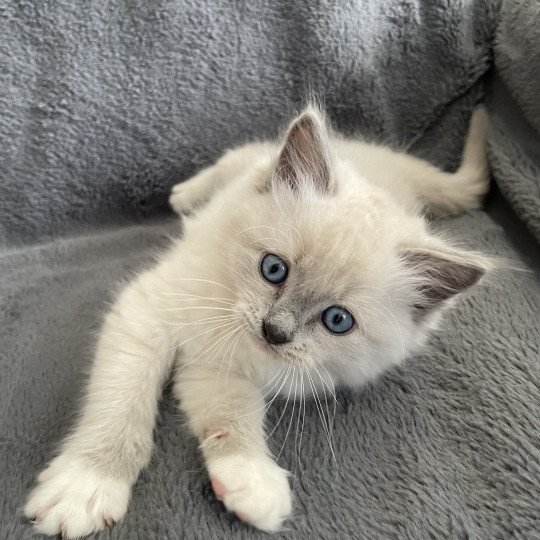 chaton Ragdoll blue point mitted Upsilon Les Ragdolls de la Croisette