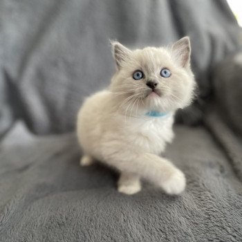 chaton Ragdoll blue point mitted Upsilon Les Ragdolls de la Croisette