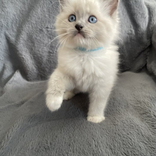 chaton Ragdoll blue point mitted Upsilon Les Ragdolls de la Croisette