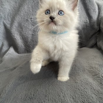 chaton Ragdoll blue point mitted Upsilon Les Ragdolls de la Croisette