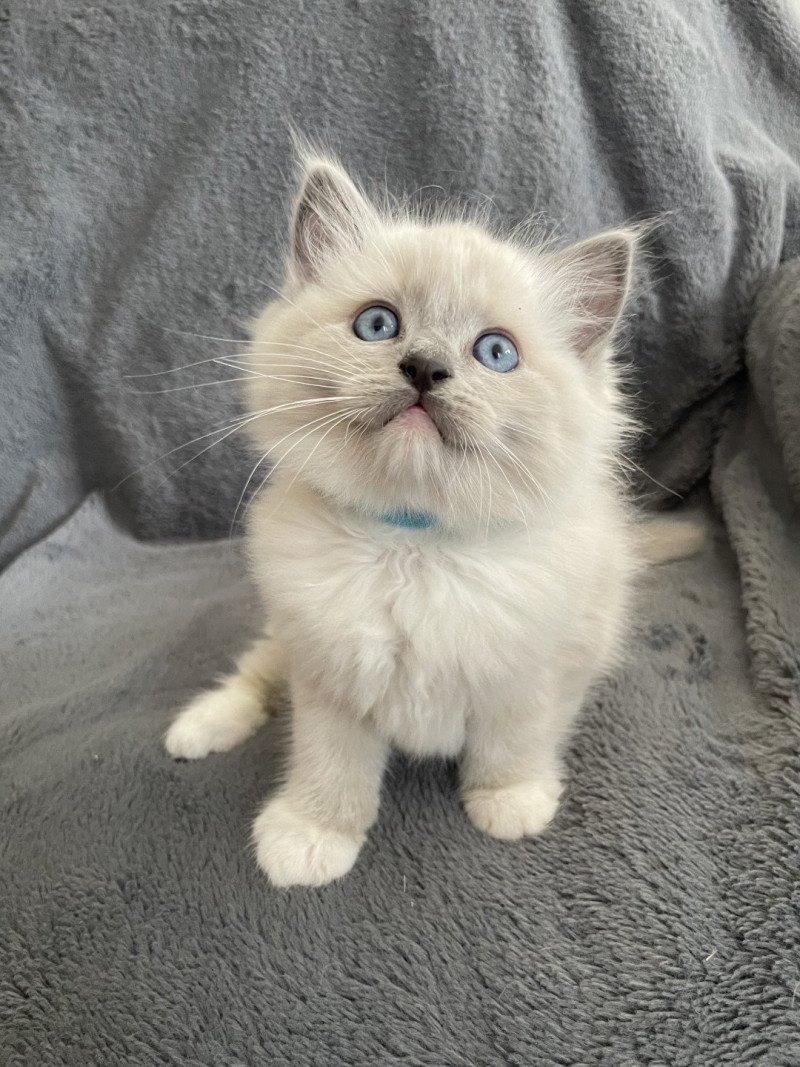 Upsilon De La Croisette Mâle Ragdoll